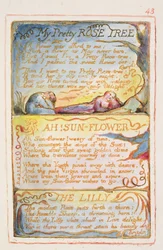 Ma jolie roseraie ; Ah ! Tournesol ; Le Lys : planche 43 de Chants d